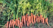 Лунный календарь не ошибается: благоприятные для посадки моркови и свеклы даты в мае
