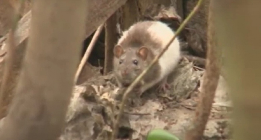 В Йошкар-Оле через суд будут добиваться истребления крыс в городском сквере