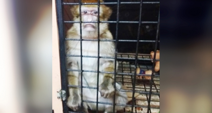 Ветеринары осмотрели кенгуру, собак и обезьян, которые приехали с цирком в Йошкар-Олу