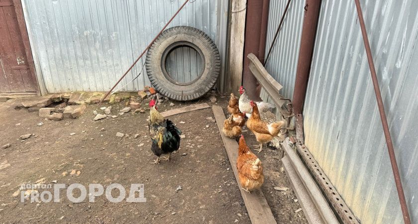 Горномарийская птицефабрика скрыла несчастный случай со своим работником