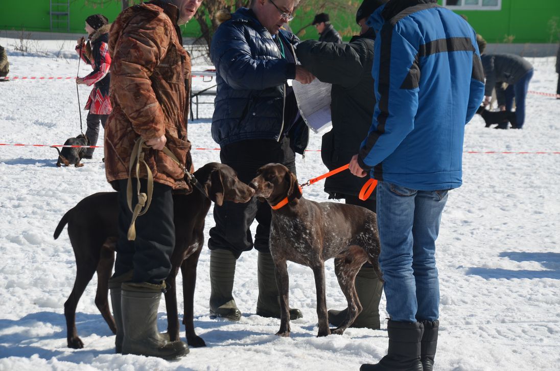 В йошкар-олинской выставке приняли участие 172 охотничьи собаки