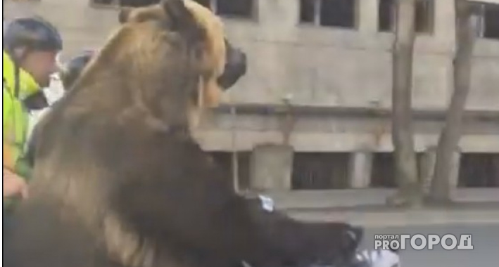 События России: во Владимирской области в подвале больницы нашли труп, а в центре Сыктывкара медведь катается на мотоцикле