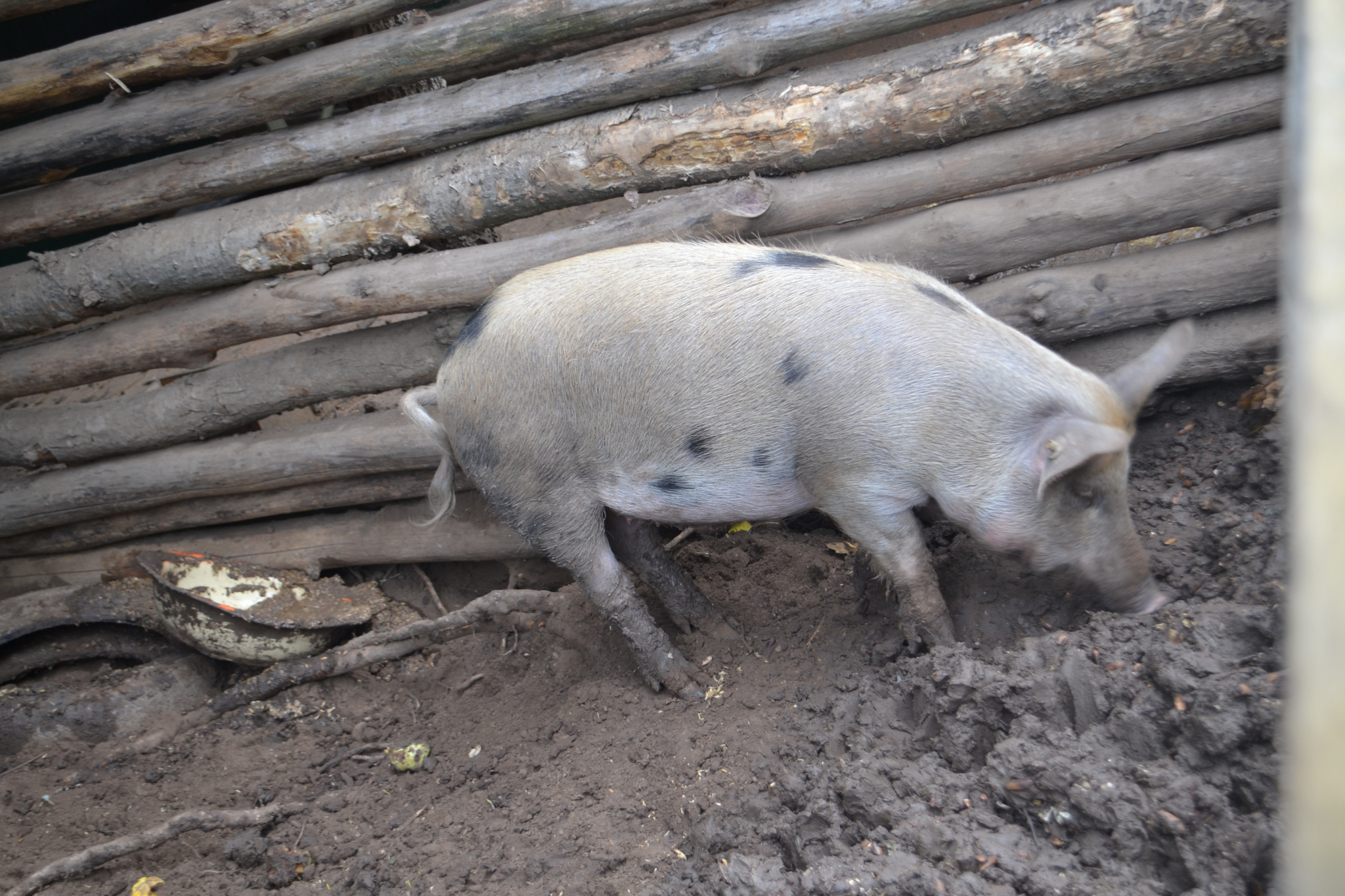 Россельхознадзор: Африканская чума свиней может дойти до Марий Эл