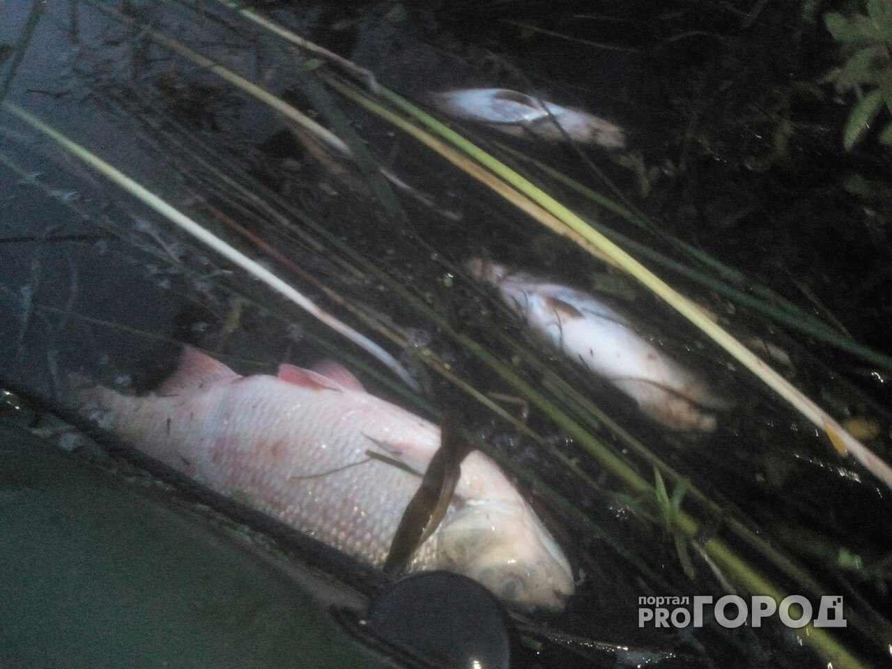 В Йошкар-Оле на реке Малая Кокшага массово гибнет рыба