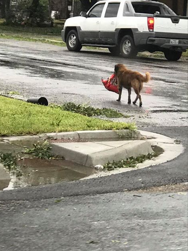 Соцсети покорил подготовившийся к урагану пес