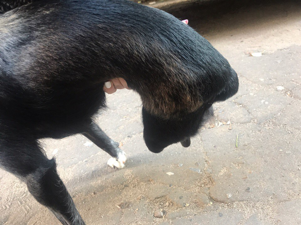 Эффект «Pro Город»: откликнулись хозяева собаки без задних лап, найденной на трассе в Марий Эл