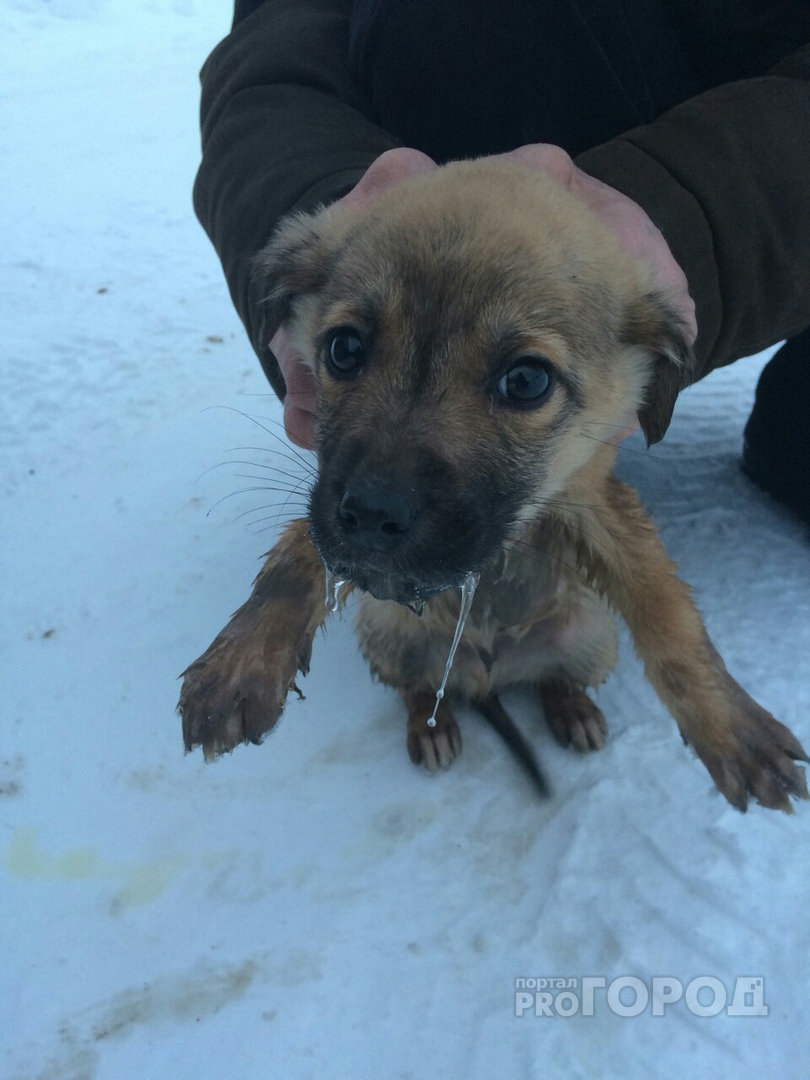 Йошкаролинец нашел в лесу брошенного в мороз щенка