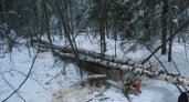 В Советском районе Марий Эл лесоруба задавило насмерть большим деревом 