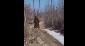 Медведица с медвежонком вышла на дорогу в марийском лесу 