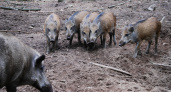 Зайцев подписал указ о введении карантина из-за африканской чумы свиней