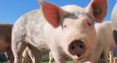 В двух марийских районах отменили карантин по чуме свиней