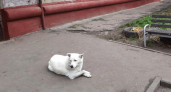 Чиновники Козьмодемьянска заплатят семье девочки, которую покусала бездомная собака