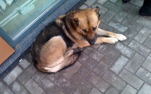 В Йошкар-Оле собака, брошенная в мороз на остановке, ищет свой дом