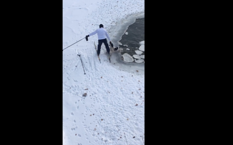 В Йошкар-Оле лыжник вытащил собаку, провалившуюся под лед