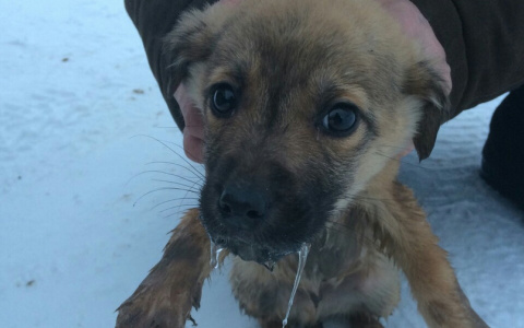 Йошкаролинец нашел в лесу брошенного в мороз щенка