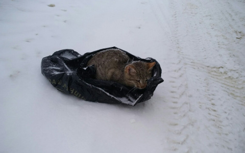 В Йошкар-Оле изверги бросили на мороз котика в завязанном пакете