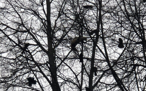 «Он не может слезть: в Йошкар-Оле вороны загнали домашнего хорька на дерево