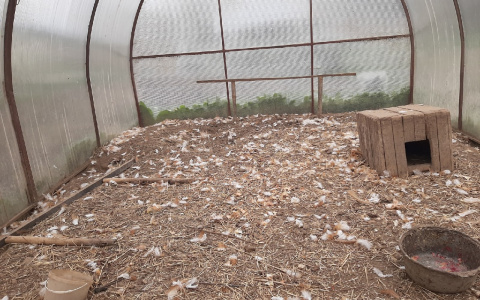 «Тушки были разбросаны по участку»: неизвестные убивают домашнюю птицу в одном из поселков Марий Эл
