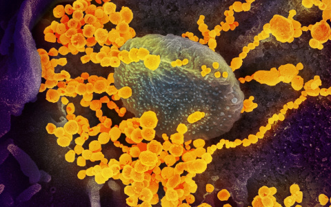Американские вирусологи обнаружили антитело, защищающее от всех известных штаммов коронавируса