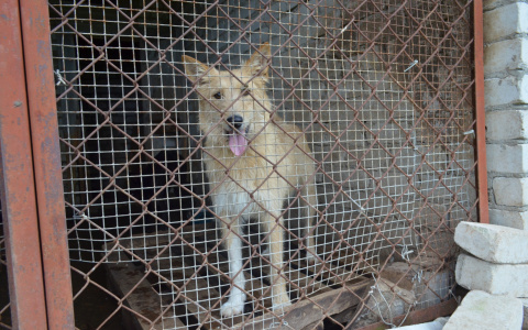 В Йошкар-Оле можно бесплатно сделать прививку собаке от бешенства