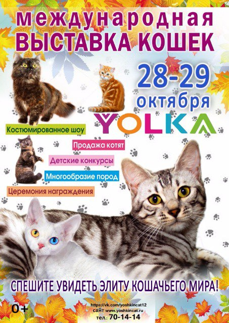 Выставка кошек йошкар ола. Выставка кошек Йошкин кот. Выставка кошек Нижнекамск. Выставка кошек Ишим. Выставка кошек объявление всех пород.