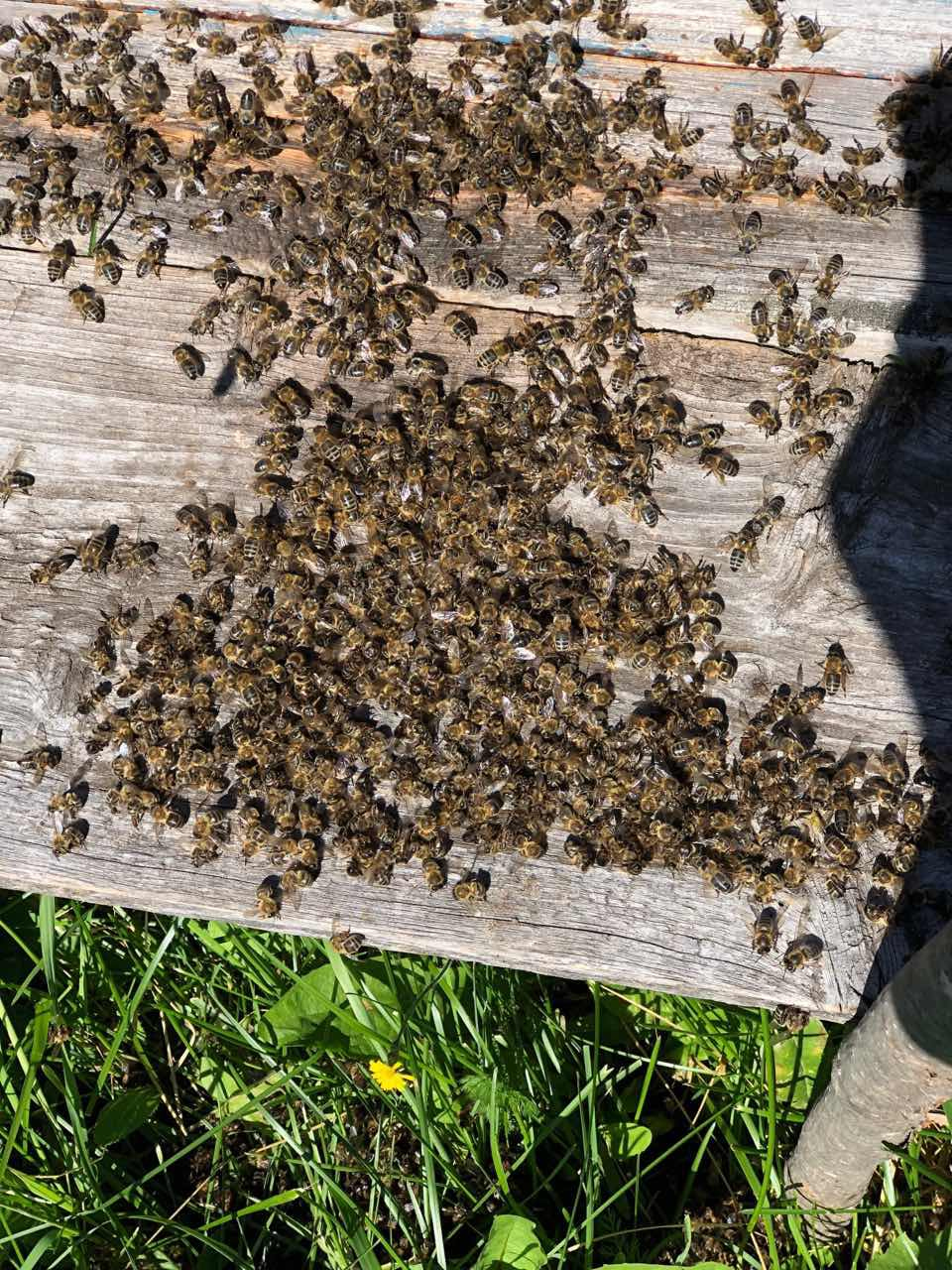 Пчелы гибнут. Гибель пчел. Пчеловодство в Марий Эл. Пчелы атакуют. Пчелы в Марий Эл.