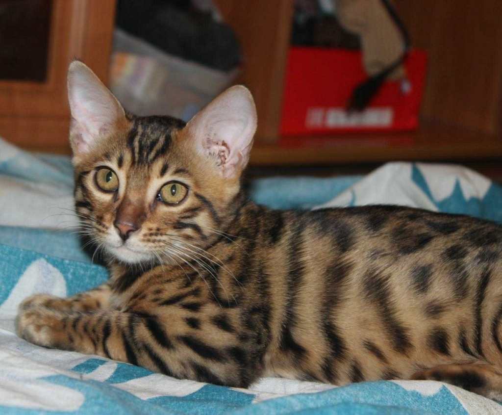 бенгальская кошка йошкар ола