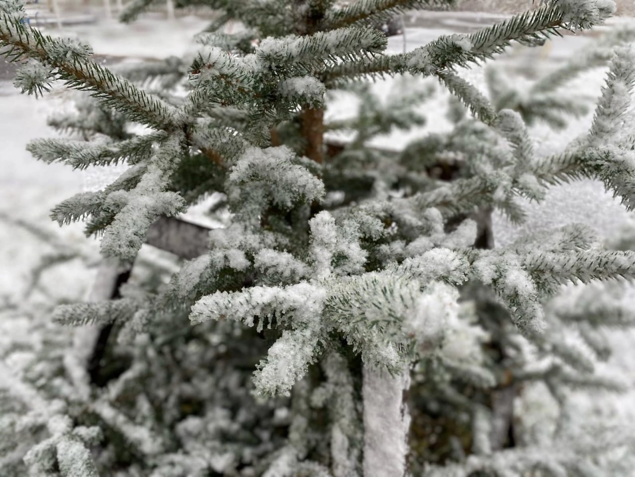 Почему снег пушистый. Пушистый снег. Пушистый снег на растениях красота. Пушистый снег фото. Пушистый снег на даче картинки.