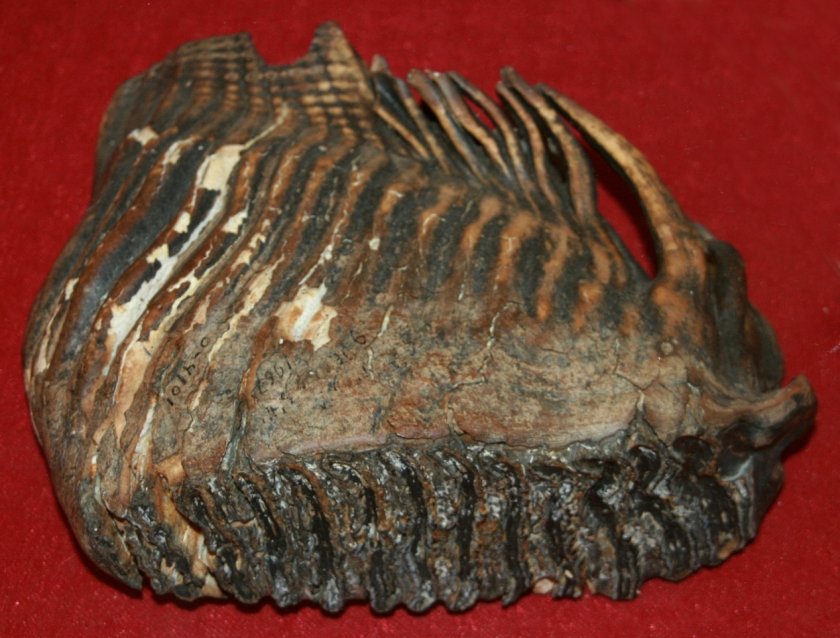 unknown_4.jpg
