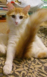 Марина