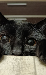Кот Бусик