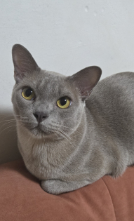 Кот Маркус