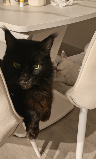 Максим Кочин