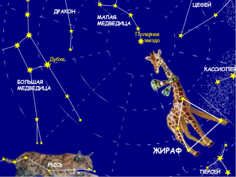Можно ли с венеры разглядеть малую медведицу. Созвездия картинки. Созвездие Жираф. Созвездие Жираф на небе. Популярные созвездия.