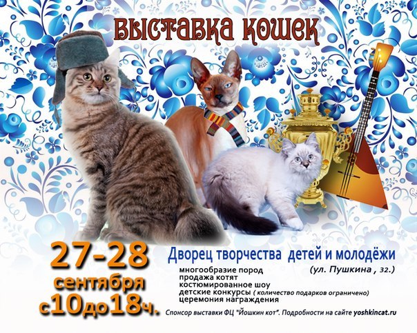 Выставка кошек во владимире. Название выставки про кошек. Выставка кошек в Ярославле. Выставка кошек в Костроме.