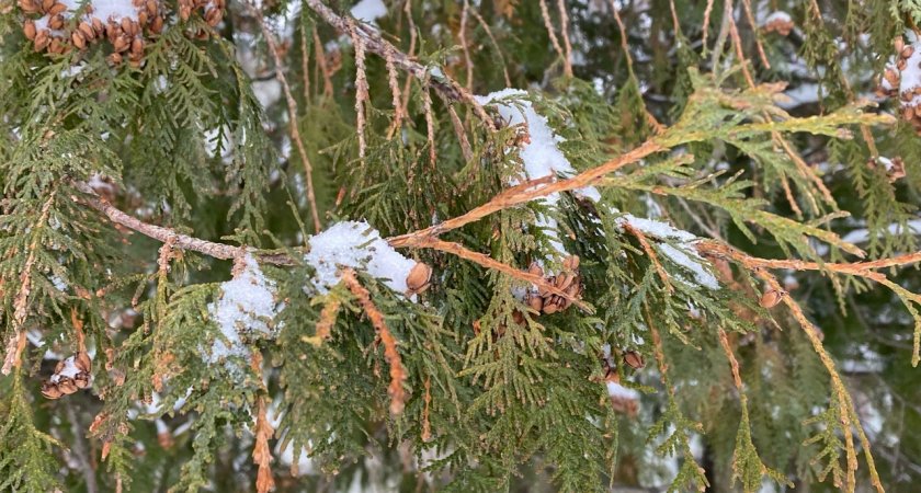 Гороскоп на 29 декабря для всех знаков зодиака