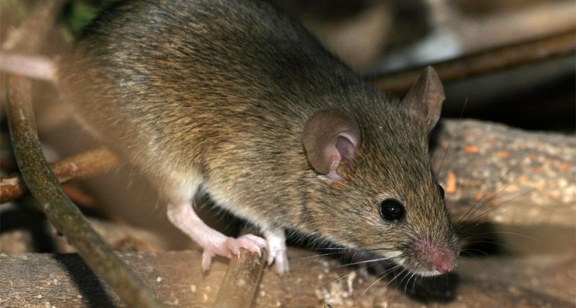 «Беда не приходит одна»: в Марий Эл появились новые случаи заражения мышиной лихорадкой
