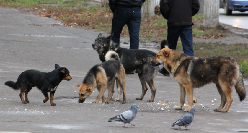 В России задумались над наказанием для чиновников, которые не борются с бродячими собаками