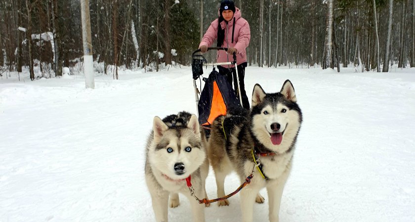 «Ешь снег, но упряжку не отпускай»: спортсменка из Марий Эл о чемпионате и собаках