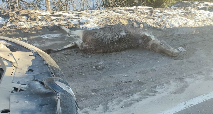 В Звениговском районе Марий Эл автомобилист насмерть сбил лося