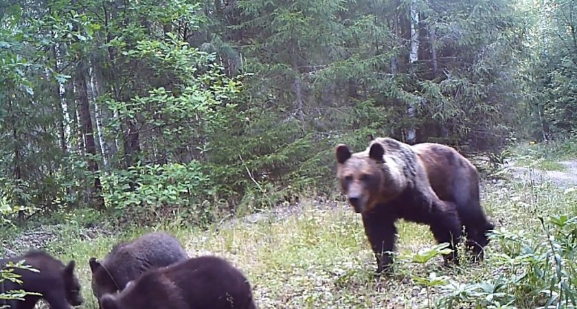 Сколько медведей обитает в заповеднике "Большая Кокшага"