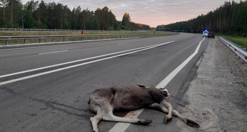 Ночью в Марий Эл водитель "Гранты" сбил лося