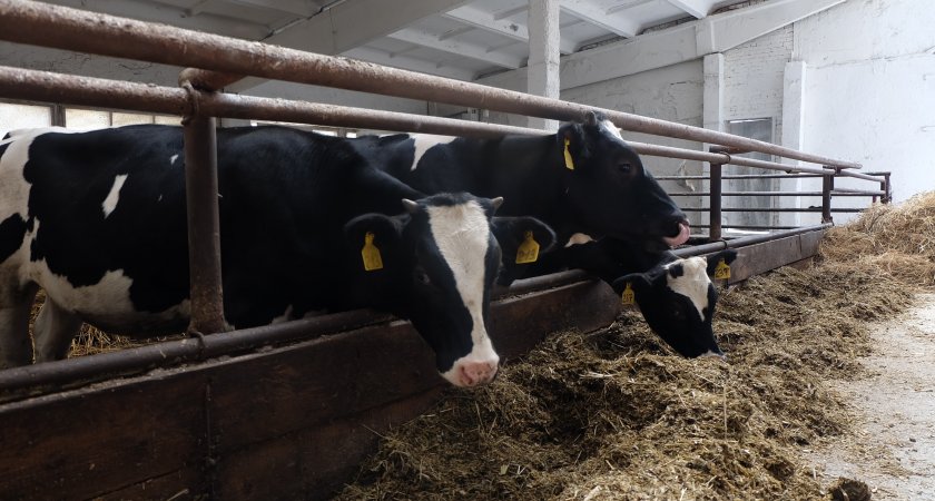 В Марий Эл обнаружили очаг опасной болезни коров