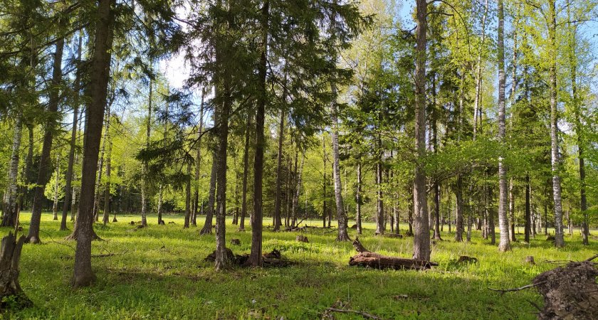 За неделю в Марий Эл клещи покусали 77 человек
