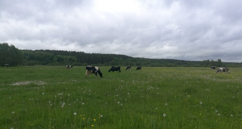 Молокосборщик республики по ошибке принял 100 литров просроченного молока