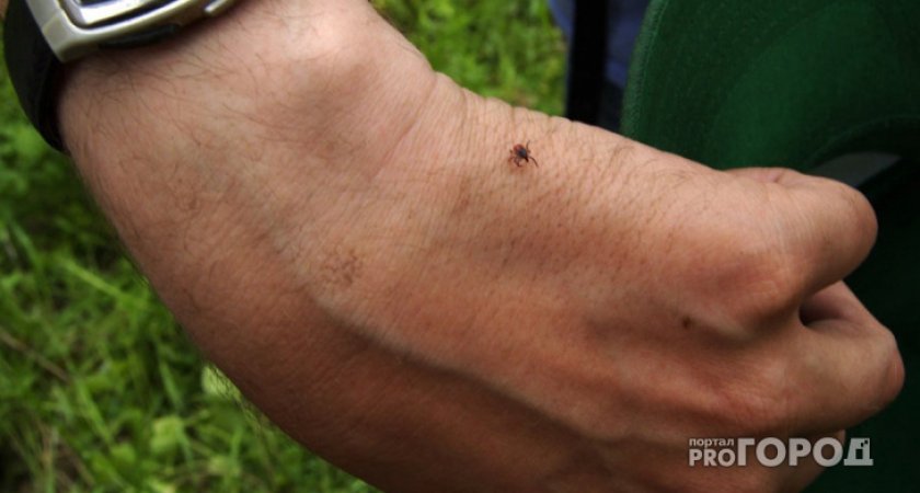 В Марий Эл более 1000 человек пострадали от укусов клещей