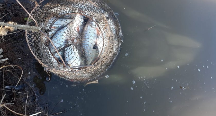 В Марий Эл пройдут соревнования по рыбной ловле для инвалидов