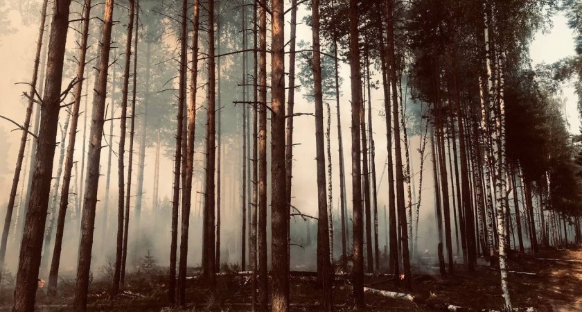 Природоохранная прокуратура взяла под контроль тушение лесного пожара в Юринском районе