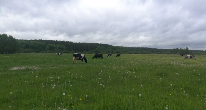 В Марий Эл 26 домашних животных погибло в пожаре