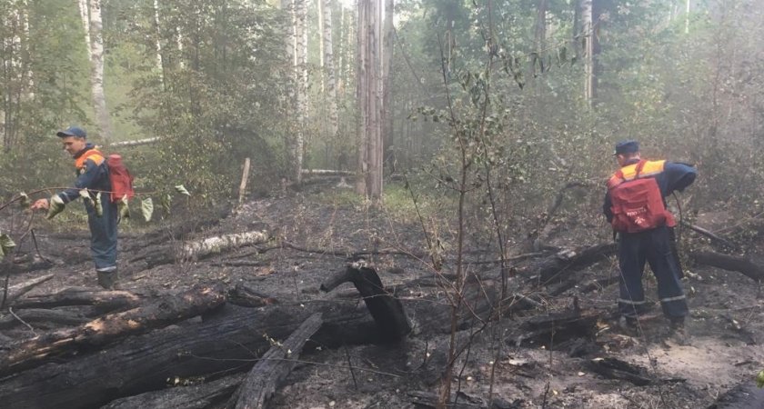 Минприроды Марий Эл заверило, что леса теперь в безопасности